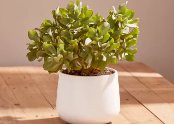Crassula is a popular indoor houseplant that needs very minimal care in order to survive and thrive