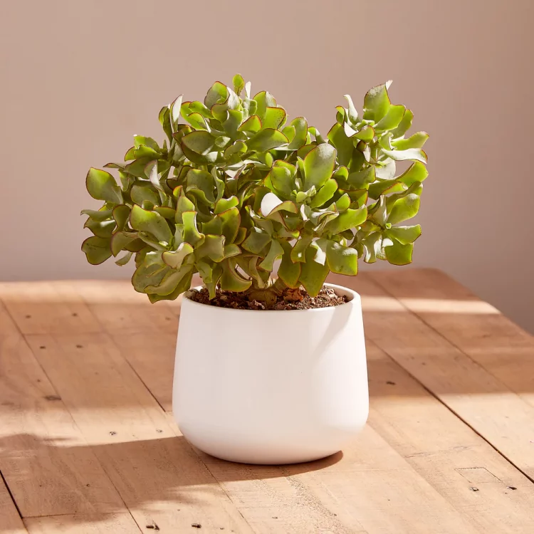 Crassula is a popular indoor houseplant that needs very minimal care in order to survive and thrive