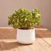 Crassula is a popular indoor houseplant that needs very minimal care in order to survive and thrive