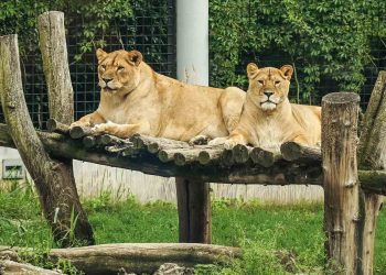 Zoo is an excellent place to study the habits of human beings
