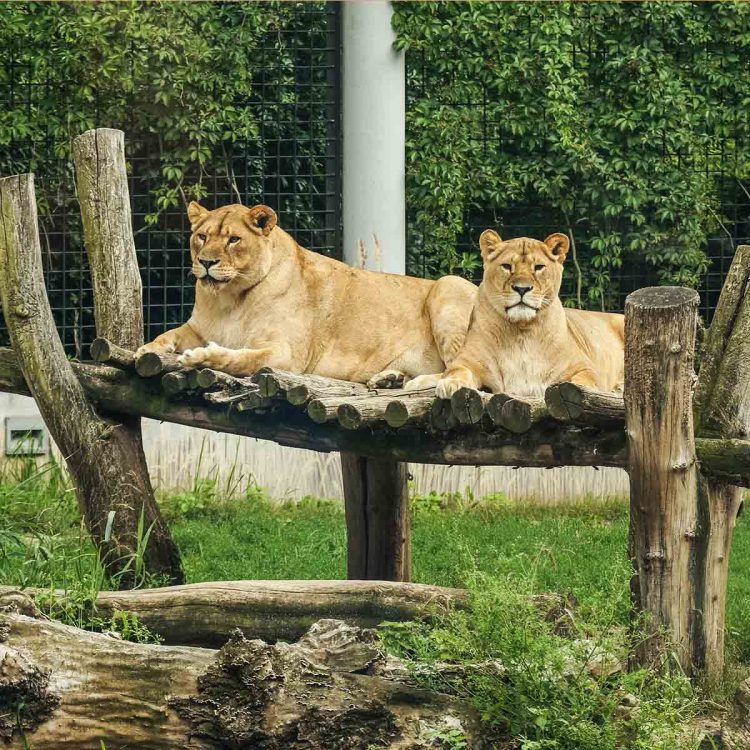 Zoo is an excellent place to study the habits of human beings