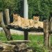 Zoo is an excellent place to study the habits of human beings