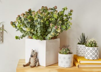 Indoor gardening relieves stress, boosts creativity, productivity, and focus, and promotes recovery