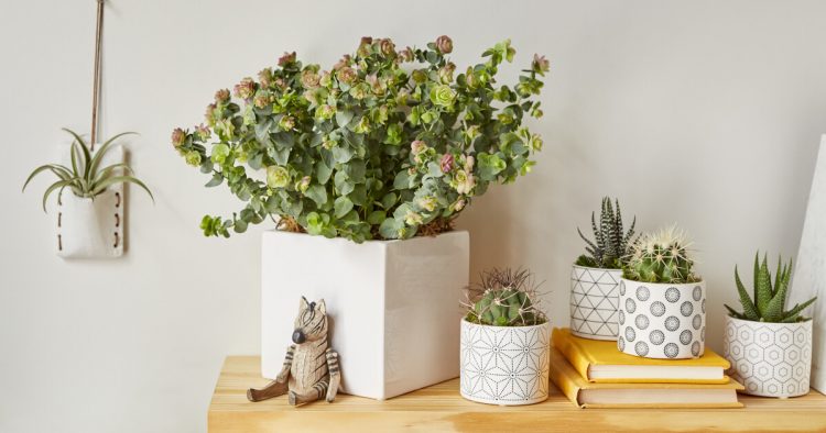Indoor gardening relieves stress, boosts creativity, productivity, and focus, and promotes recovery