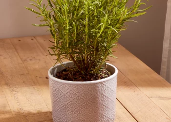 Indoor gardening relieves stress, boosts creativity, productivity, focus, and promotes recovery