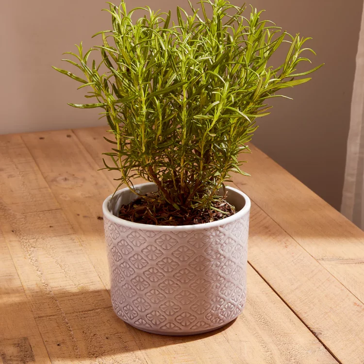 Indoor gardening relieves stress, boosts creativity, productivity, focus, and promotes recovery
