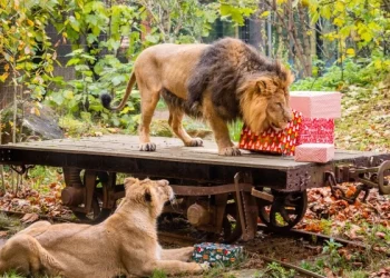 Zoo is an artificial territory, an approximation. Civilization is our natural territory