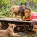 Zoo is an artificial territory, an approximation. Civilization is our natural territory