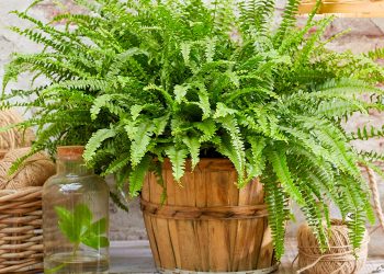 What are the benefits of terracotta pots?