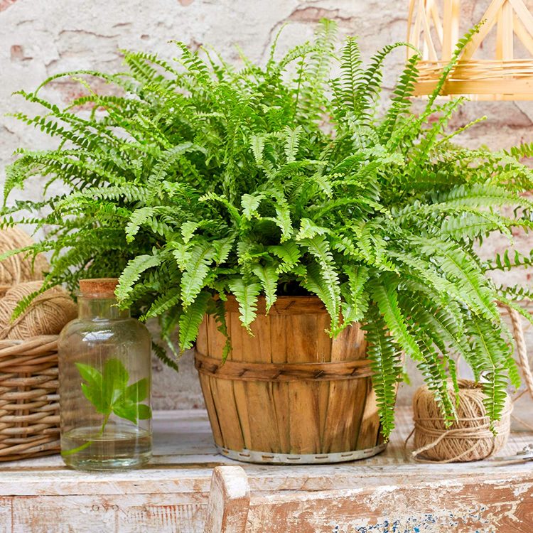 What are the benefits of terracotta pots?