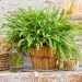 What are the benefits of terracotta pots?