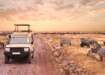 Safari is a journey that involves going into nature to watch wild animals