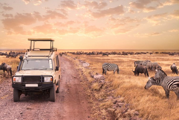 Safari is a journey that involves going into nature to watch wild animals