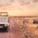 Safari is a journey that involves going into nature to watch wild animals