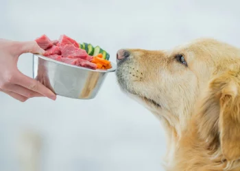 What are the benefits of wet food for dogs?