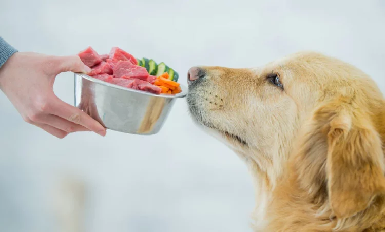 What are the benefits of wet food for dogs?