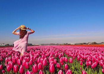 How to Take Care of Your Tulips and What to Do