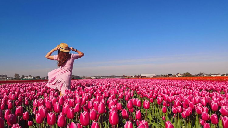 How to Take Care of Your Tulips and What to Do