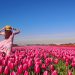 How to Take Care of Your Tulips and What to Do