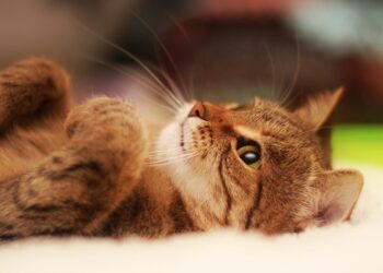 Best Supplements for Your Cat’s Health