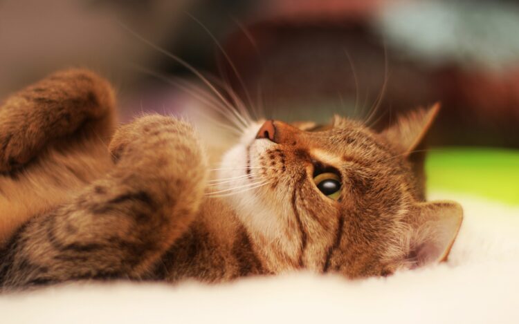 Best Supplements for Your Cat’s Health