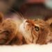 Best Supplements for Your Cat’s Health