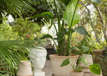 Do You Know These Basic Information About Plants?