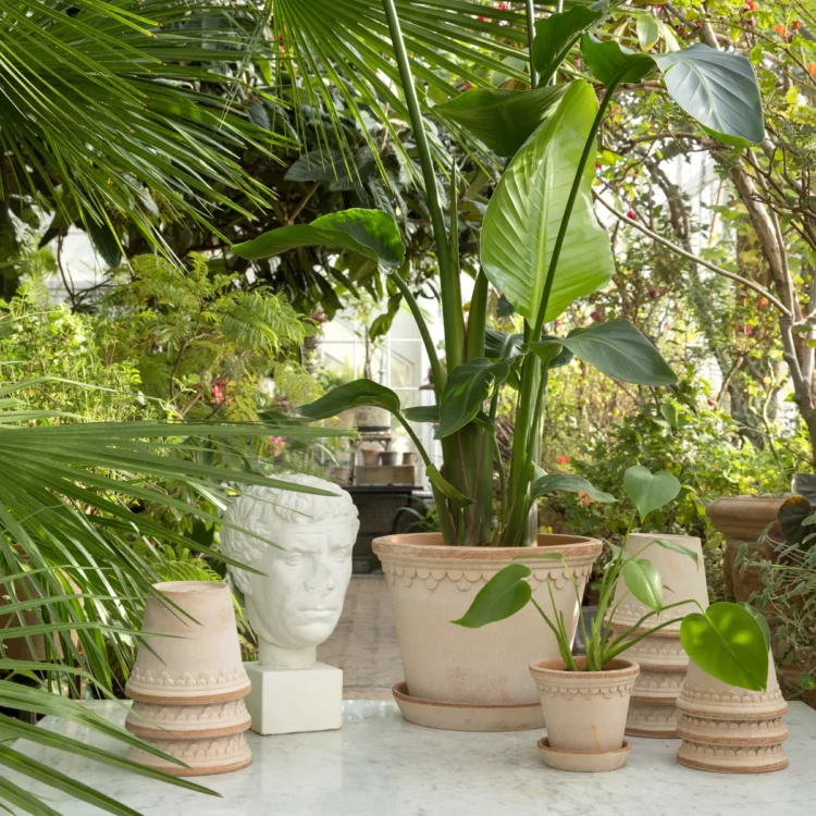 Do You Know These Basic Information About Plants?
