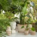Do You Know These Basic Information About Plants?