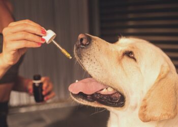 Cosa si deve sapere sull’uso dell’olio di CBD sugli animali