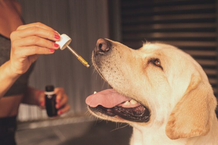 Cosa si deve sapere sull’uso dell’olio di CBD sugli animali