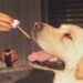 Cosa si deve sapere sull’uso dell’olio di CBD sugli animali