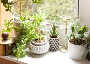 The Top 4 Pre-Owned Indoor Plants