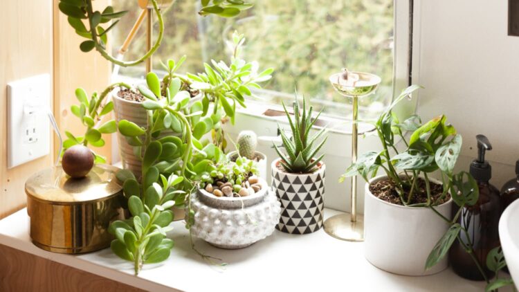 The Top 4 Pre-Owned Indoor Plants
