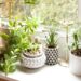 The Top 4 Pre-Owned Indoor Plants