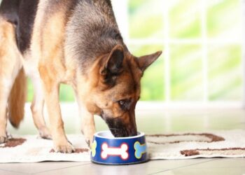 Is fish food good for dogs?