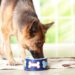 Is fish food good for dogs?