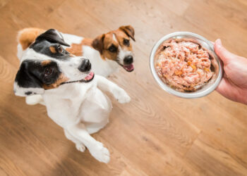 What is the purpose of wet dog food?