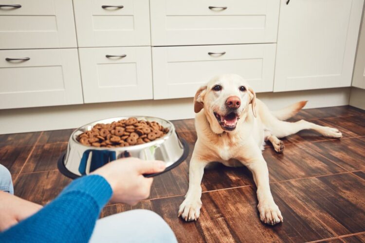 Tiend Animal Food: La mejor comida para perros que puede comprar