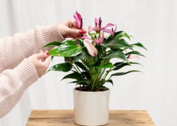 Las plantas de interior más bonitas y fáciles de cuidar