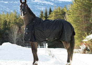 Welche Pferdedecke ist die beste für den Winter?