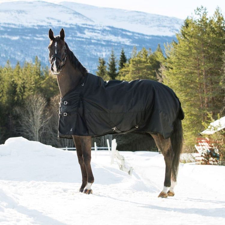 Welche Pferdedecke ist die beste für den Winter?
