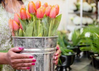 Flowers And Plants In Pots At Prestige flowers