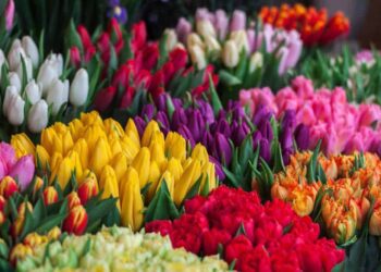 Was sind klassische Frühlingsblumen?