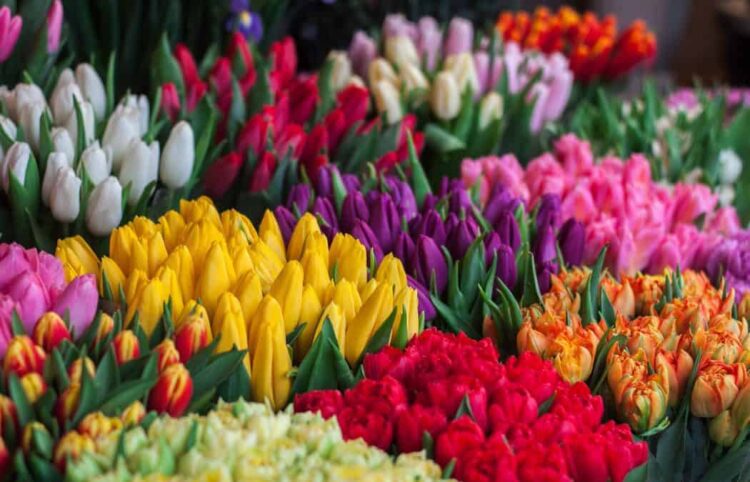 Was sind klassische Frühlingsblumen?