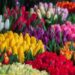 Was sind klassische Frühlingsblumen?