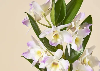 Here are 3 Tall and Elegant Houseplants to Add to Your Home – Serenata Flowers