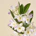 Here are 3 Tall and Elegant Houseplants to Add to Your Home – Serenata Flowers