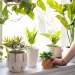Forever Green: Embrace the Beauty of Artificial Plants