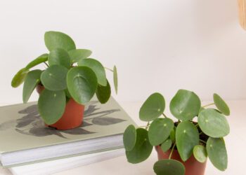 5 plantes d&rsquo;intérieur faciles à entretenir de Bergamotte